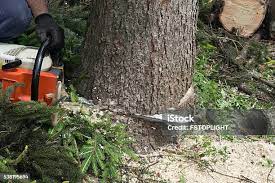 Best Tree Preservation Services  in Philmont, NY