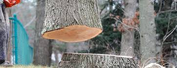 Trusted Philmont, NY Tree Care Experts